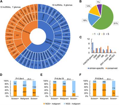 Pan-glioma analyses reveal species- and tumor-specific regulation of neuron-glioma synapse genes by lncRNAs